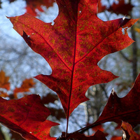 Northern Red Oak leaves