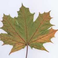 Ahorn-Blatt-2005-10-05.jpg