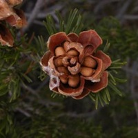 Ponderosa-Pine nuts.jpg