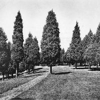 vintage cedar stand.jpg