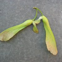 Acer_saccharinum_frucht.jpg