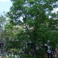 450px-Kentucky_coffee_tree_full.JPG