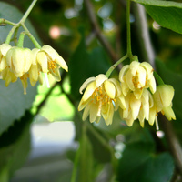 Basswood - flowers.jpg