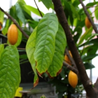 Cacao Leaves