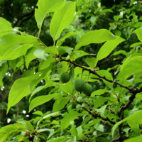 Prunus_americana_Syrets2.JPG