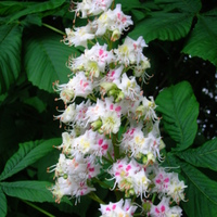Horse_chestnut_flowers.JPG