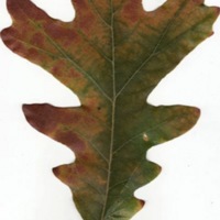 white oak leaf.jpg
