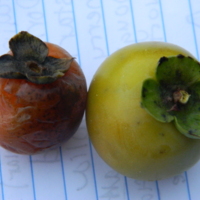 DSCN6684.JPG