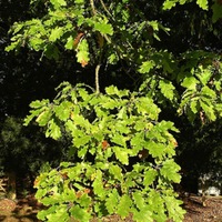 white oak foliage.JPG