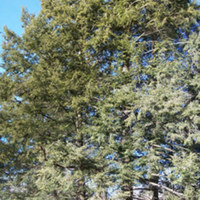 Tsuga_canadensis_morton.jpg