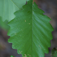 Chestnut-Oak-Leaf.jpg