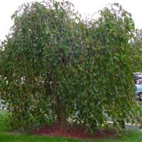 Mulberry tree.jpg