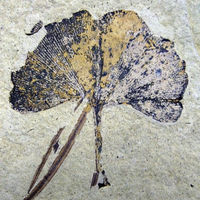ginkgo fossil.jpg