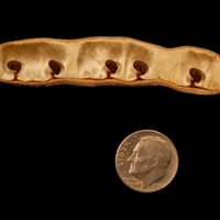 Robinia_pseudoacacia_open_pod_with_seeds.JPG