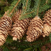 pine-cones-54258_640.jpg