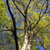 white oak canopy.JPG