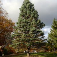 Mature White Spruce on Athletic Campus