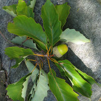 Chestnut Oak Leaf and Seeds