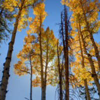 Aspens_(Populus_tremuloides)_during_autumn.jpg