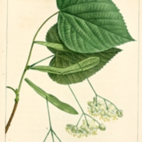 American Basswood - leaf .png