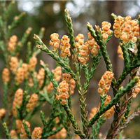 male cedar cone.jpg