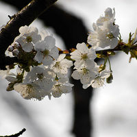 blooming sour cherry tree.jpg
