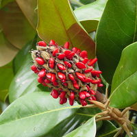 800px-Magnolia_grandiflora_2003.jpg