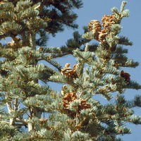 abies3.jpg