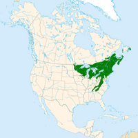 576px-Betula_alleghaniensis_range_map.jpg
