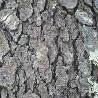 Prunus_serotina-bark.jpg