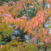 Carpinus caroliniana autumn colour