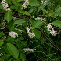 Prunus-serotina leaves and flower.JPG