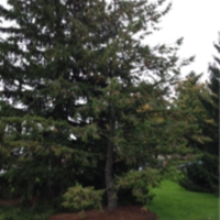 tree one location.png