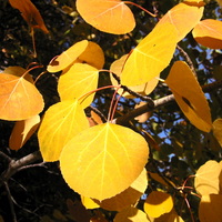 Populus_tremuloides_8163.jpg