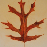 Pin Oak Autumn Leaf Illustration