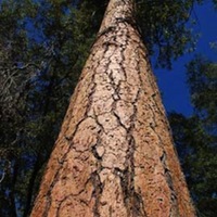 Ponderosa-Bark2.jpg