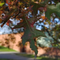 Pin Oak Leaf 2.JPG