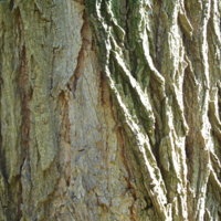 Robinia_pseudacadia_(Cortex).jpg