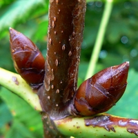 Horse_chestnut_buds.jpg