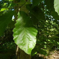 Swamp-Chestnut-Oak.jpg