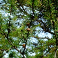 Needles and cones of the tamarack.