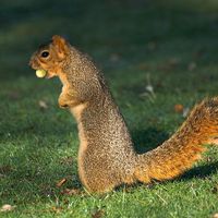 800px-Acorn_Squirrel.jpg