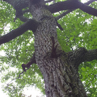 Chestnut-Oak-Whole-Tree.jpg