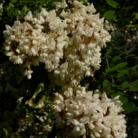 93645.jpg