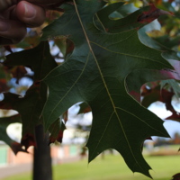 Pin Oak Leaf 1.JPG