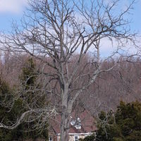 398px-Kentucky_Coffee-tree_Gymnocladus_dioicus_Winter_Tree_2000px.jpg