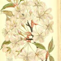 Prunus_sargentii_137-8411.jpg