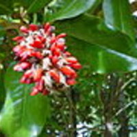 120px-Magnoliatree.jpg