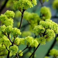 Acer_fg01.jpg