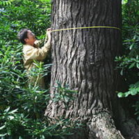 220px-Pinus_strobus_JPG1b.jpg